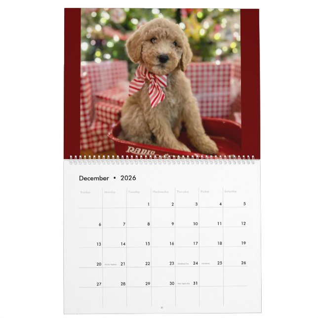 Goldendoodle Welpenkalender Kalender (Dez 2026)