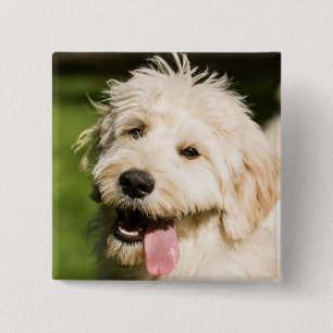 Goldendoodle Welpenpaneel Button