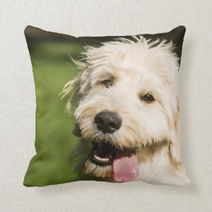 Goldendoodle Welpenpaneel Kissen
