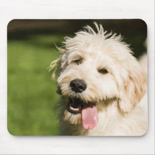 Goldendoodle Welpenpaneel Mousepad