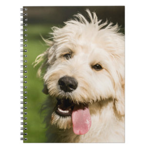 Goldendoodle Welpenpaneel Notizblock