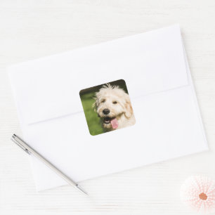 Goldendoodle Welpenpaneel Quadratischer Aufkleber