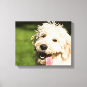Goldendoodle Welpenpansche Leinwanddruck