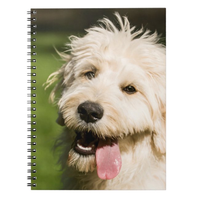 Goldendoodle Welpenpansche Notizblock (Vorderseite)
