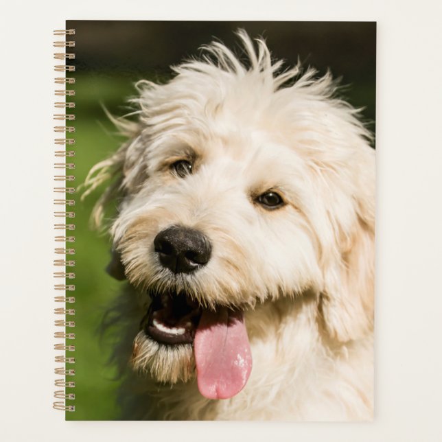 Goldendoodle Welpenpansche Planer (Vorderseite)