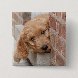 Goldendoodle-Welpenpfanne Button