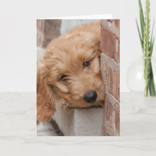 Goldendoodle-Welpenpfanne Karte
