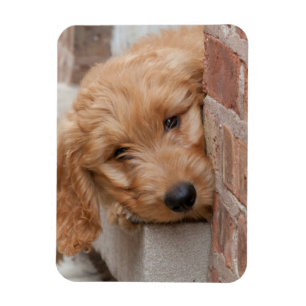 Goldendoodle-Welpenpfanne Magnet