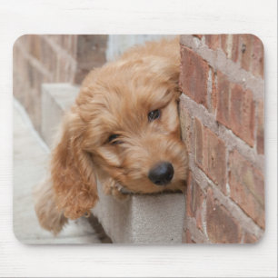 Goldendoodle-Welpenpfanne Mousepad