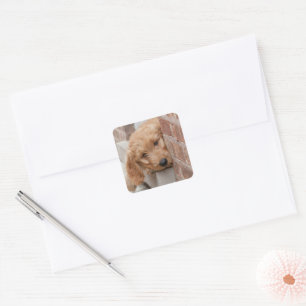 Goldendoodle-Welpenpfanne Quadratischer Aufkleber