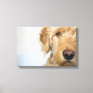 Goldendoodle-Welpenschau Leinwanddruck