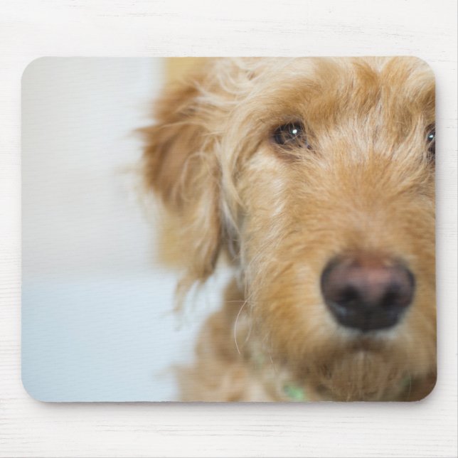 Goldendoodle-Welpenschau Mousepad (Vorne)