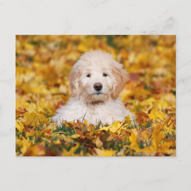 Goldendoodolle Welpe in Herbstlauben Postkarte (Vorderseite)