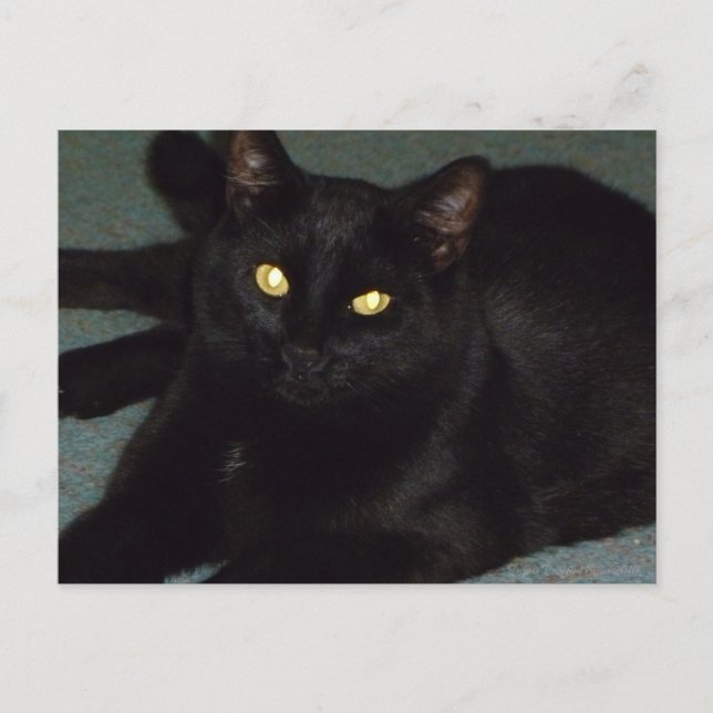 Goldene Augen Postkarte (Vorderseite)