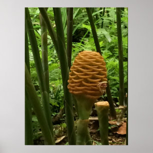 Goldene Bienenstock-Ingwerpflanze Poster