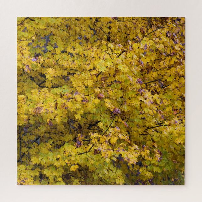 Goldene Blätter des Herbstes - 20 x 20 Zoll (Vertikal)