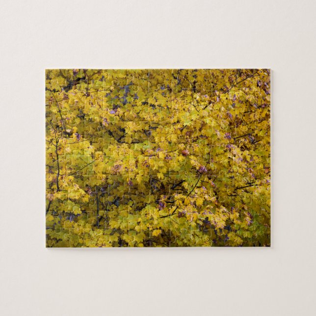 Goldene Blätter des Herbstes - 8 x 10 Zoll (Horizontal)