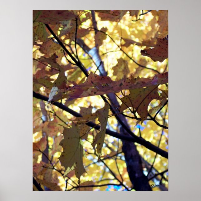 Goldene Blätter des Herbstes Poster (Vorne)
