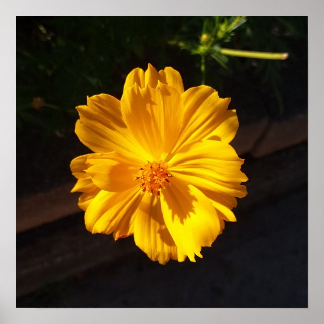 Goldene Blume Makrofotografie Poster (Vorne)