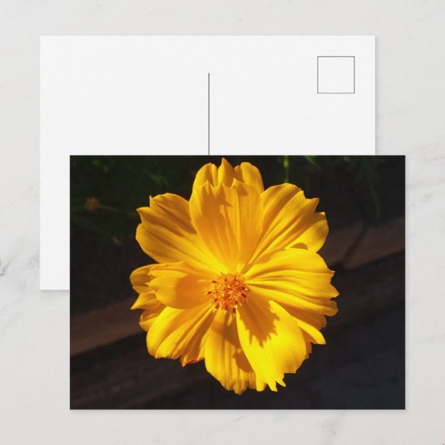 Goldene Blume Makrofotografie Postkarte (Vorne/Hinten)