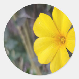 Goldene Blüten: Aufkleber für gelbe Blume