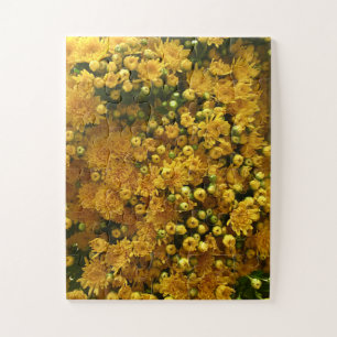 Goldene Blütenwand   Gelbe Chrysantheme