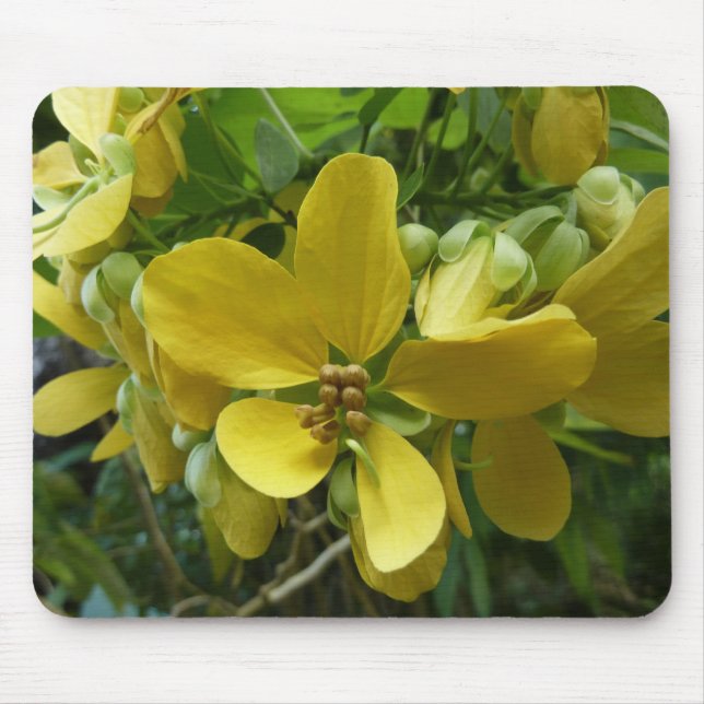 Goldene Dusche Tropengelbe Blüte Mousepad (Vorne)