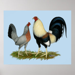 Goldene Enckwing Chickens Poster