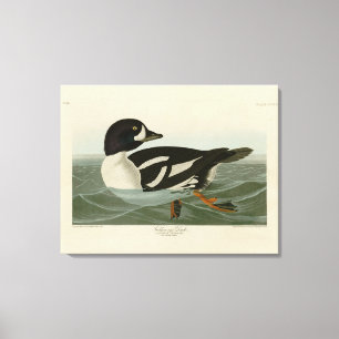 Goldene Ente von Audubon's Birds of America Leinwanddruck