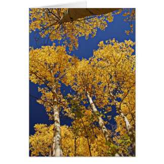 Goldene Espen