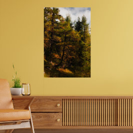 Goldene europäische Lärche in Herbstfarben Poster
