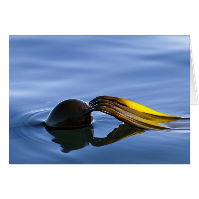 Goldene Fronten (Vorderseite (Horizontal))