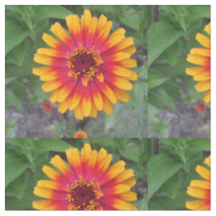 Goldene gelb-orangee Zinnia-Blume Stoff