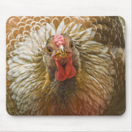 Goldene geschnürte Wyandotte Henne Mousepad