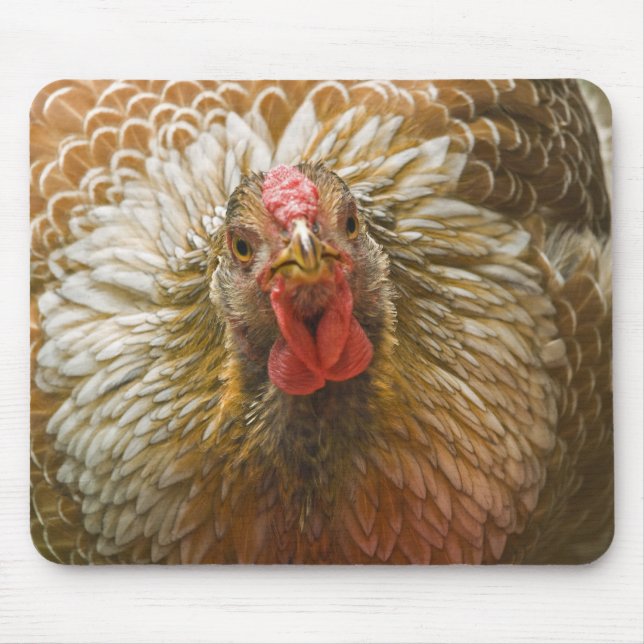 Goldene geschnürte Wyandotte Henne Mousepad (Vorne)