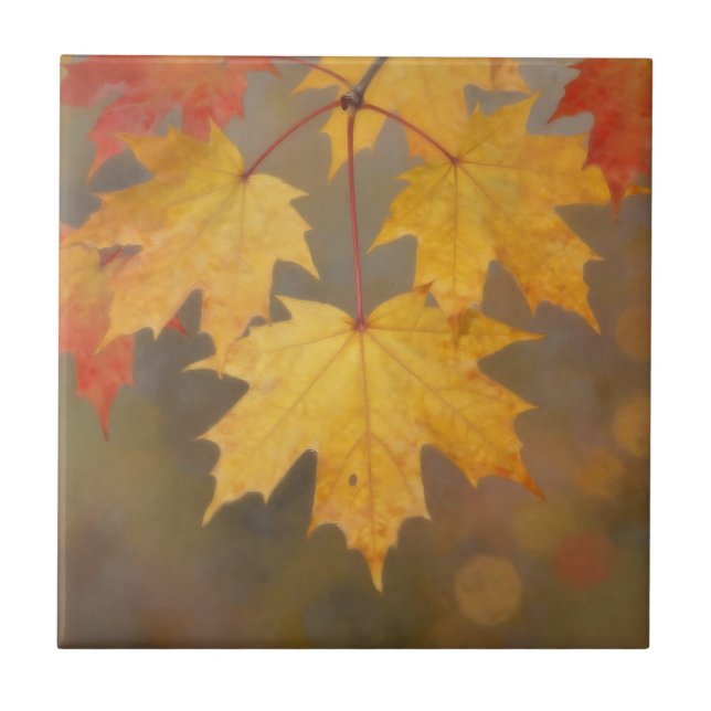 Goldene Herbst-Ahornblätter Fliese (Vorderseite)