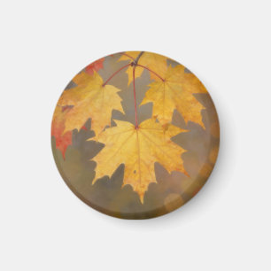 Goldene Herbst-Ahornblätter Magnet