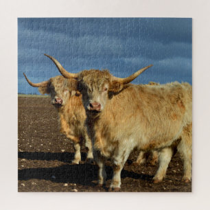 Goldene Highlands: Die Gnade der farbenfrohen Kühe