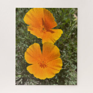 Goldene Kalifornische Mohnblumen in Blüte, Oakland