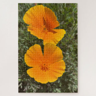 Goldene Kalifornische Mohnblumen in Blüte, Oakland