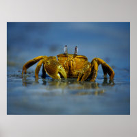 Goldene Krabbe am Meer Print