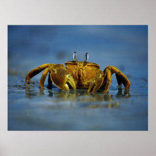 Goldene Krabbe am Meer Print Poster