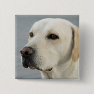 Goldene Labrador retriever-Fotografie Button