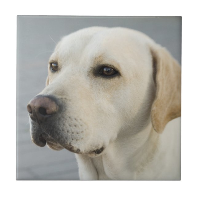 Goldene Labrador retriever-Fotografie Fliese (Vorderseite)