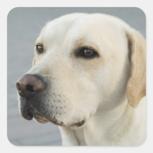 Goldene Labrador retriever-Fotografie Quadratischer Aufkleber