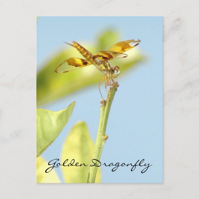 Goldene Libelle Postkarte (Vorderseite)