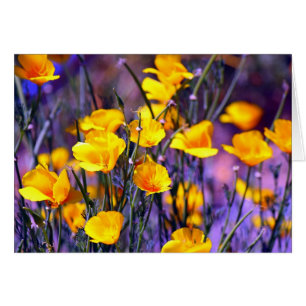 Goldene Mohnblume