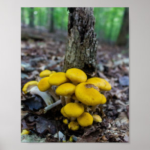 Goldene Pilze Poster