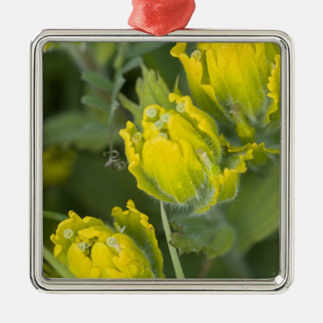 Goldene Pinsel Castilleja Silbernes Ornament (Vorne)
