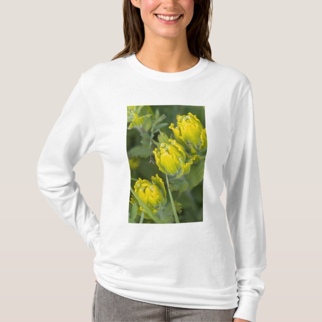 Goldene Pinsel Castilleja T-Shirt (Vorderseite)